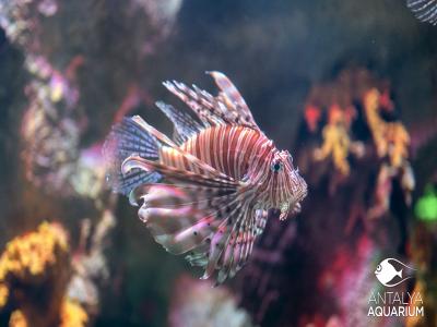 Antalya Aquarium