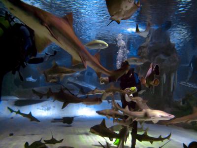 Antalya Aquarium