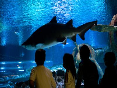 Antalya Aquarium