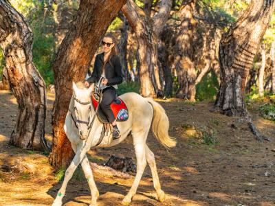 Horse Safari