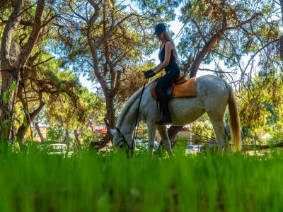 Horse Safari