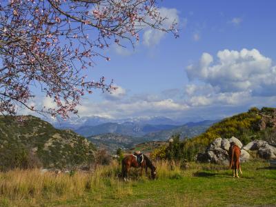 Alanya Horse Safari