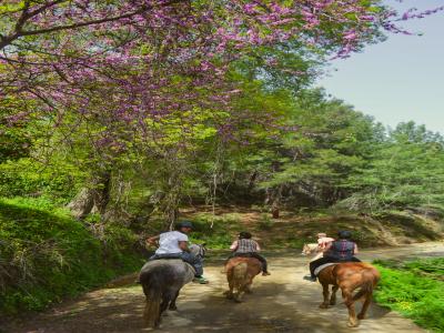 Alanya Horse Safari