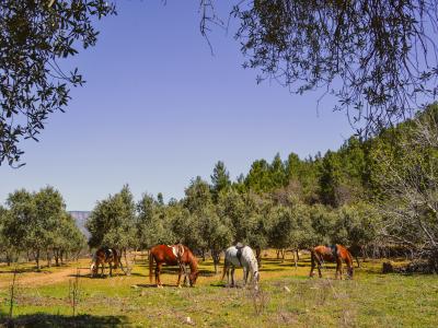 Alanya Horse Safari