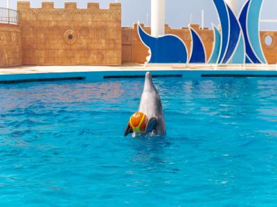 Sea Alanya Dolphin Show