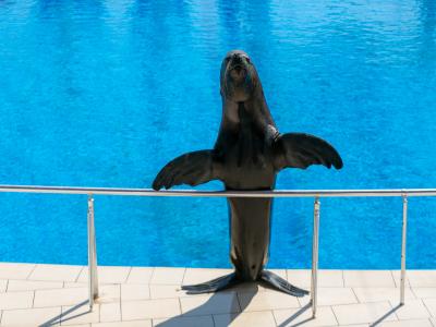 Sea Alanya Dolphin Show