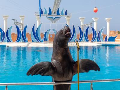 Sea Alanya Dolphin Show