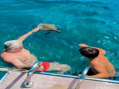 Snorkel Tour With Sea Turtle