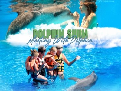 Swimming and Showing with Dolphins